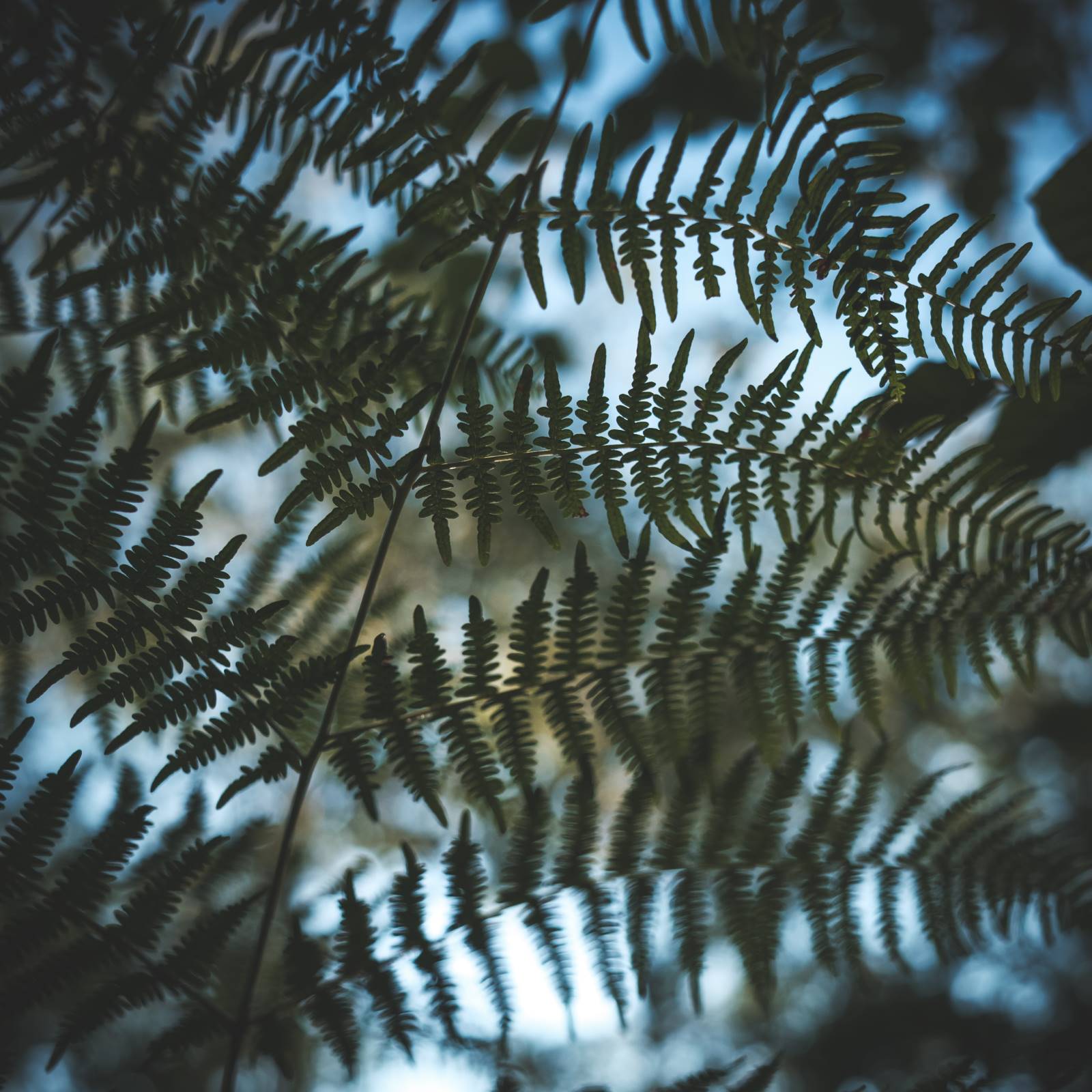 Looking up into the ferns